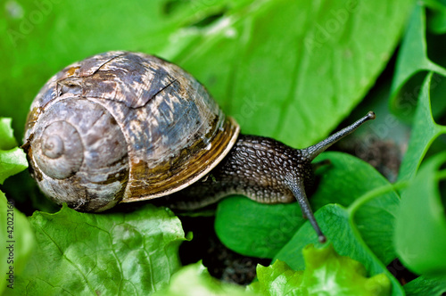 Snail on leaves © Paul Cummings