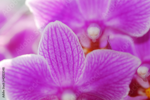 orchidee fliederfarbe