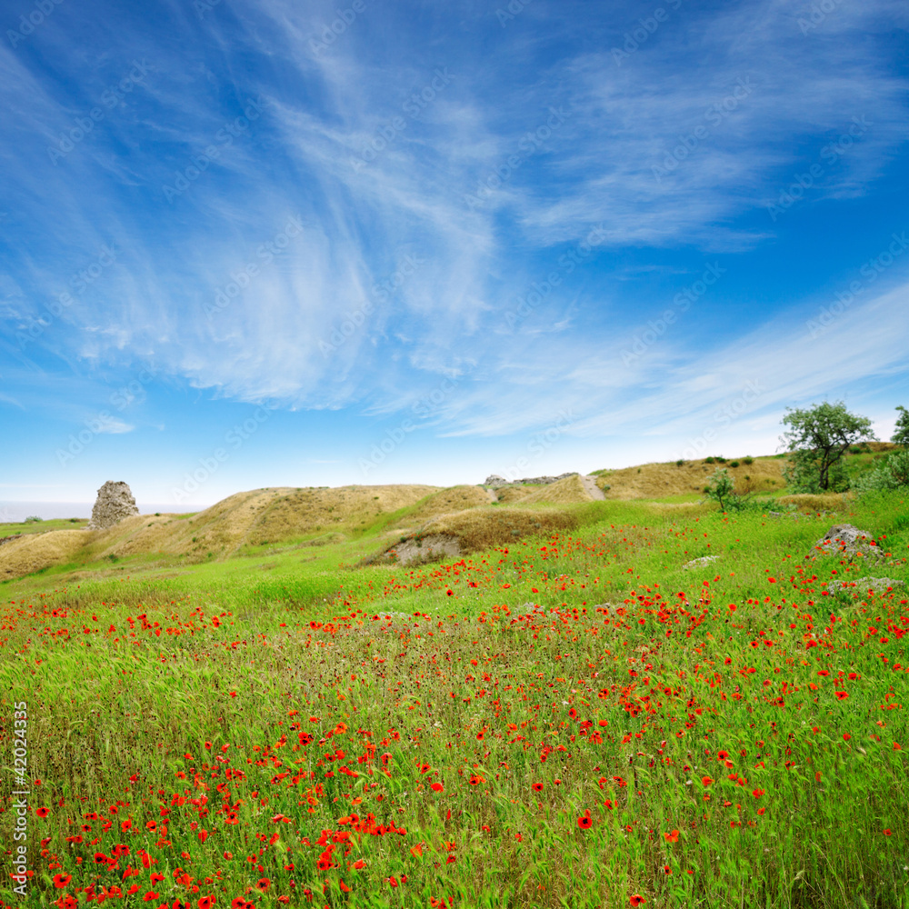 A beautiful field of poppies in a green grass under blue sky