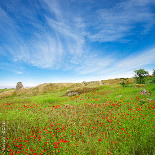 A beautiful field of poppies in a green grass under blue sky