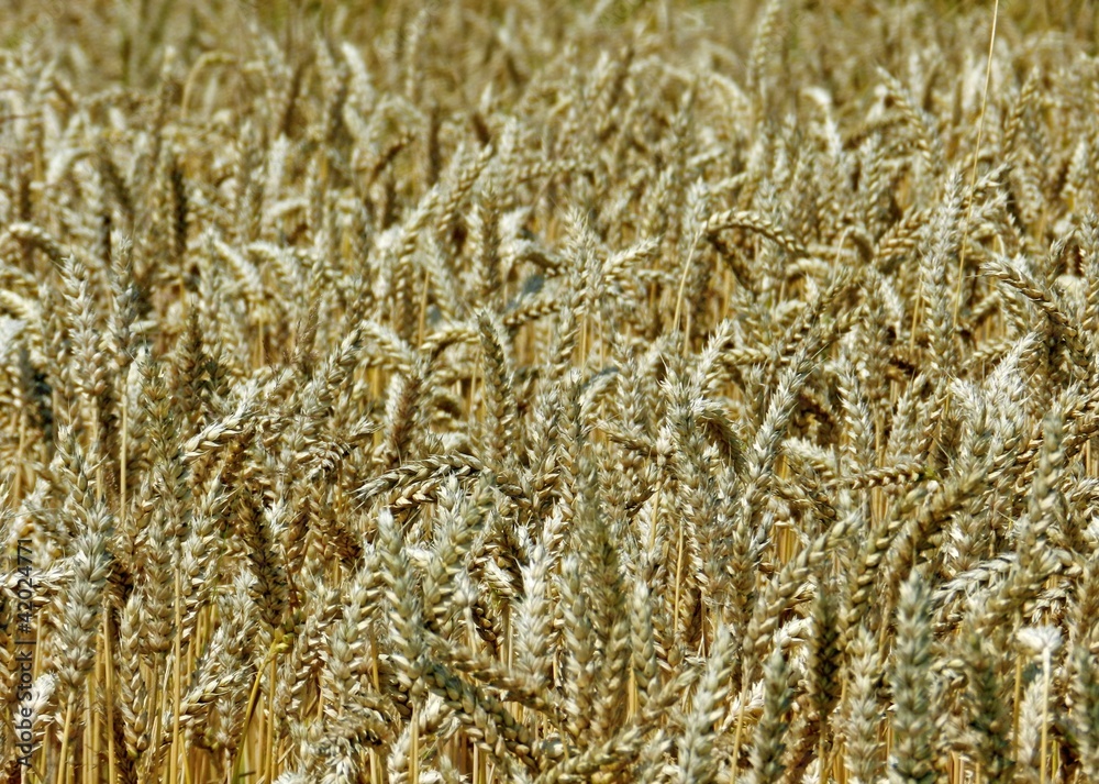 Yellow meadow with lot of barley plants Yellow meadow with lot of barley plants