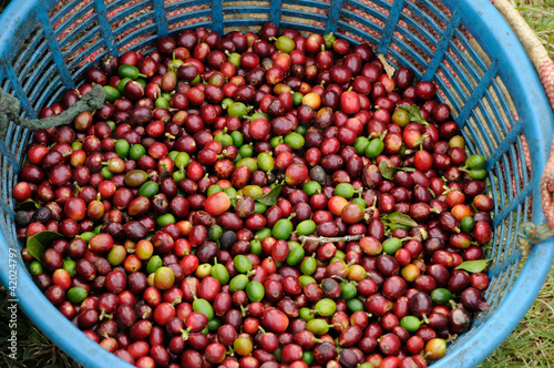 Bin full of freshly picked coffee in Costa Rica