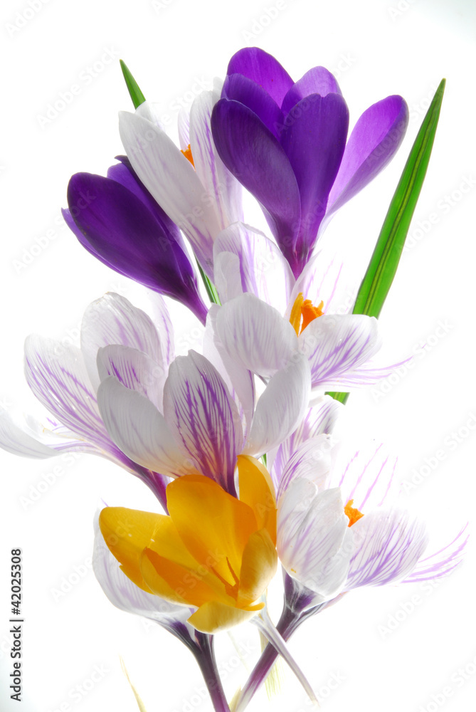 crocus flowers