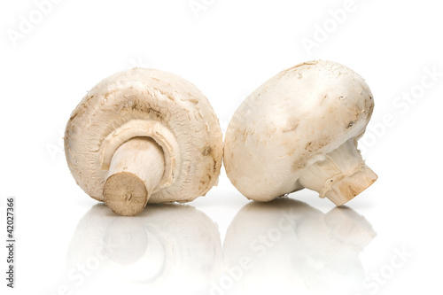mushroom closeup on white background