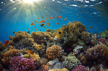 Gordijnen Koraalriffen Koraalrif in heldere oceaan  © borisoff