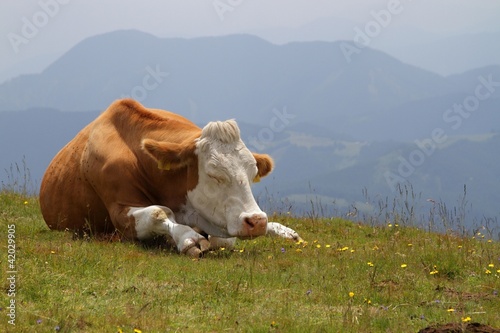 cow on pasture