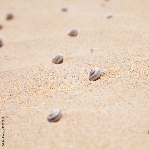 natural background with small shells
