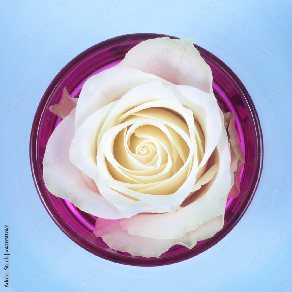 Rose Rose