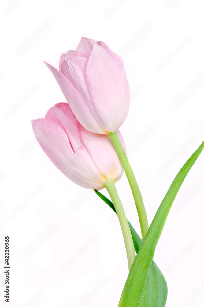 Spring Tulip Flowers bunch