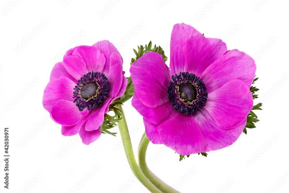 Obraz premium Beautiful purple anemone flower