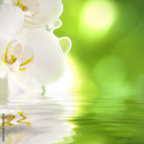 orquídea sobre el agua