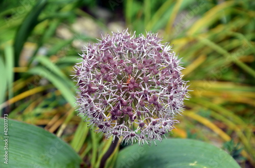 Blauzungenlauch - Allium karataviense photo