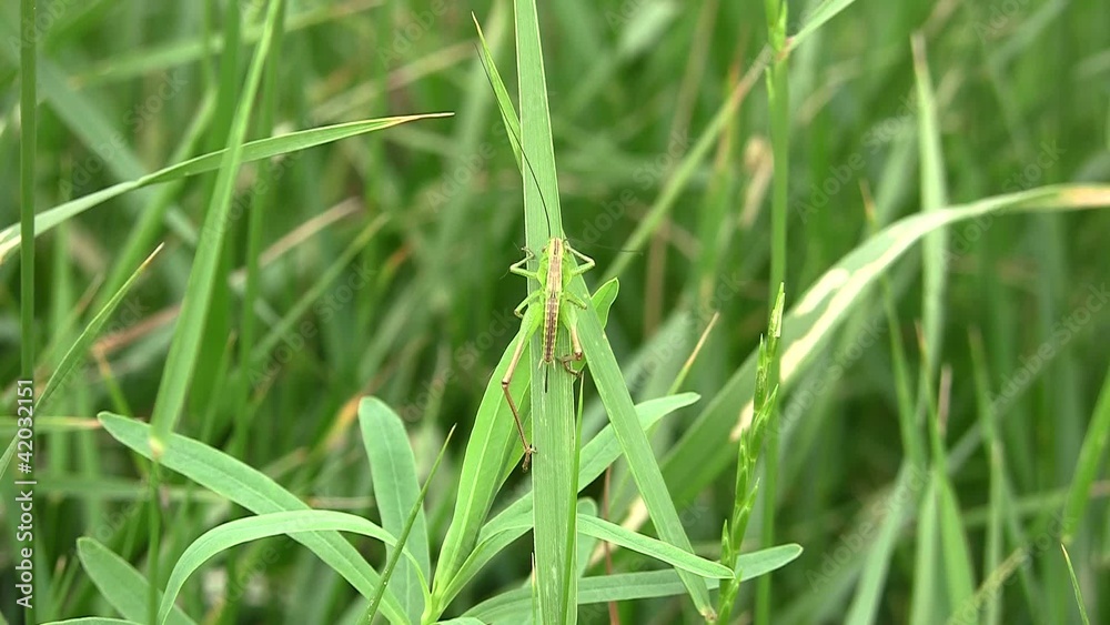 Grasshopper on blade of grass Grasshopper on blade of grass