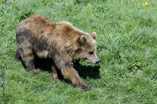 Wallpaper Mural brown bear, ursus arctos Torontodigital.ca