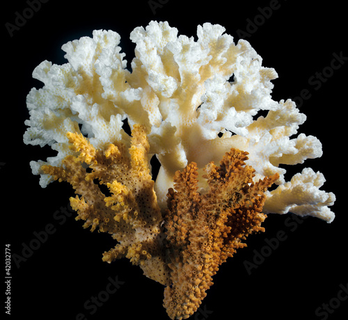 Tela Coral on a black background
