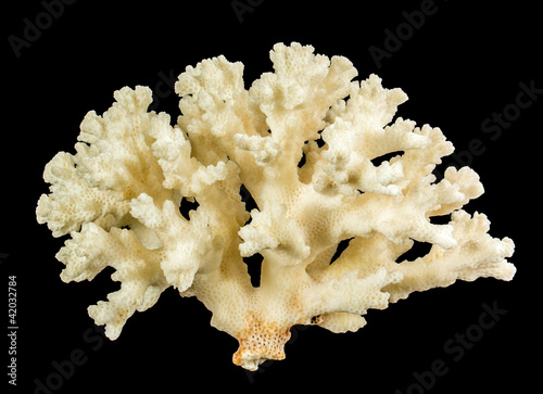 Fototapet White Coral on a black background