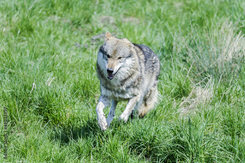 wolf, canis lupus wolf, canis lupus