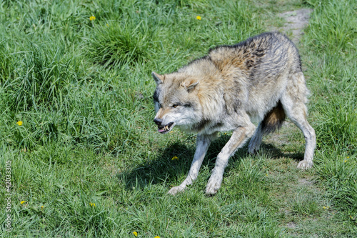 wolf, canis lupus