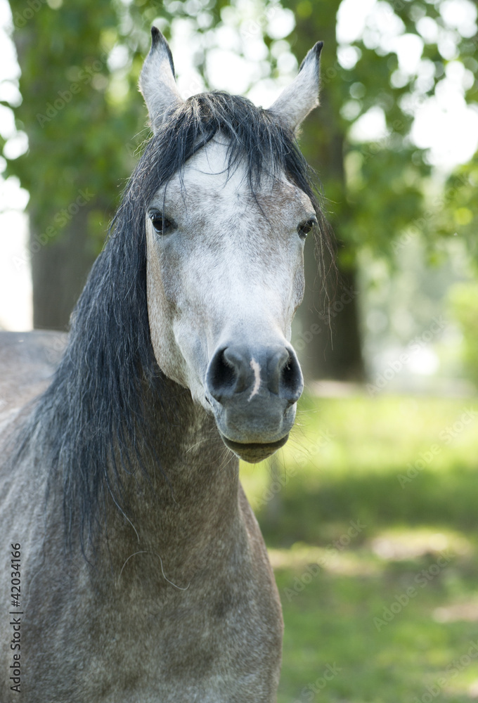 Obraz premium Shagya