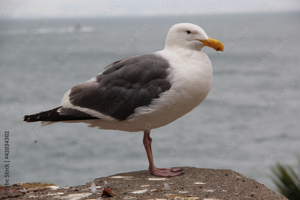Möwe / Seemöwe auf der Gefängnisinsel Alcatraz (San Francisco) Möwe / Seemöwe auf der Gefängnisinsel Alcatraz (San Francisco)
