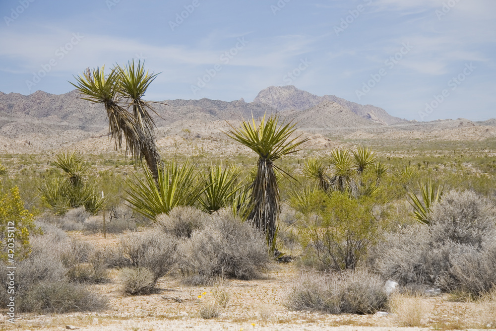 Mojave desert in spring