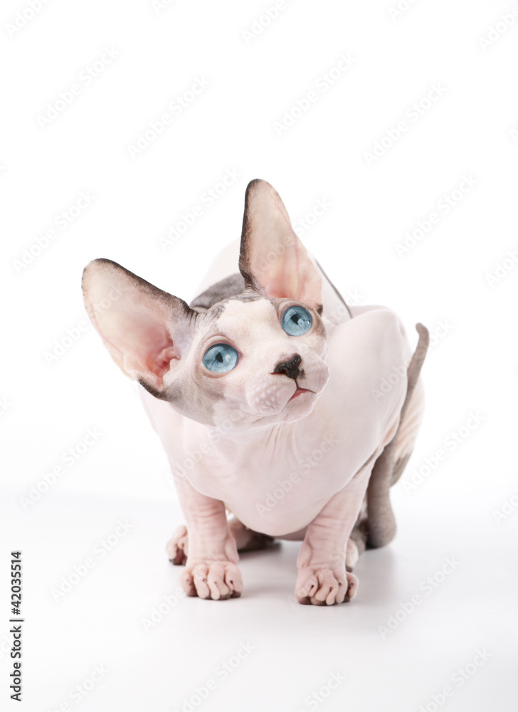 amazing Canadian Sphynx cat with blue eyes on white background