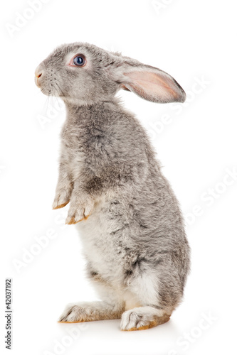 Gray rabbit