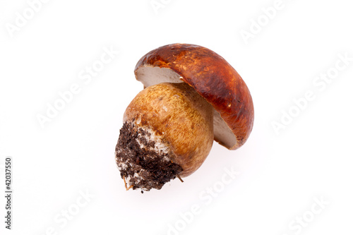 Porcino On White