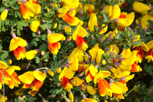 Red and yellow blooming broom