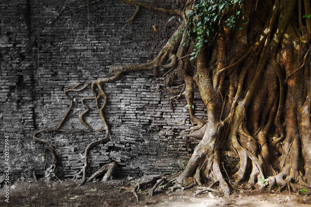 tree roots in wall tree roots in wall