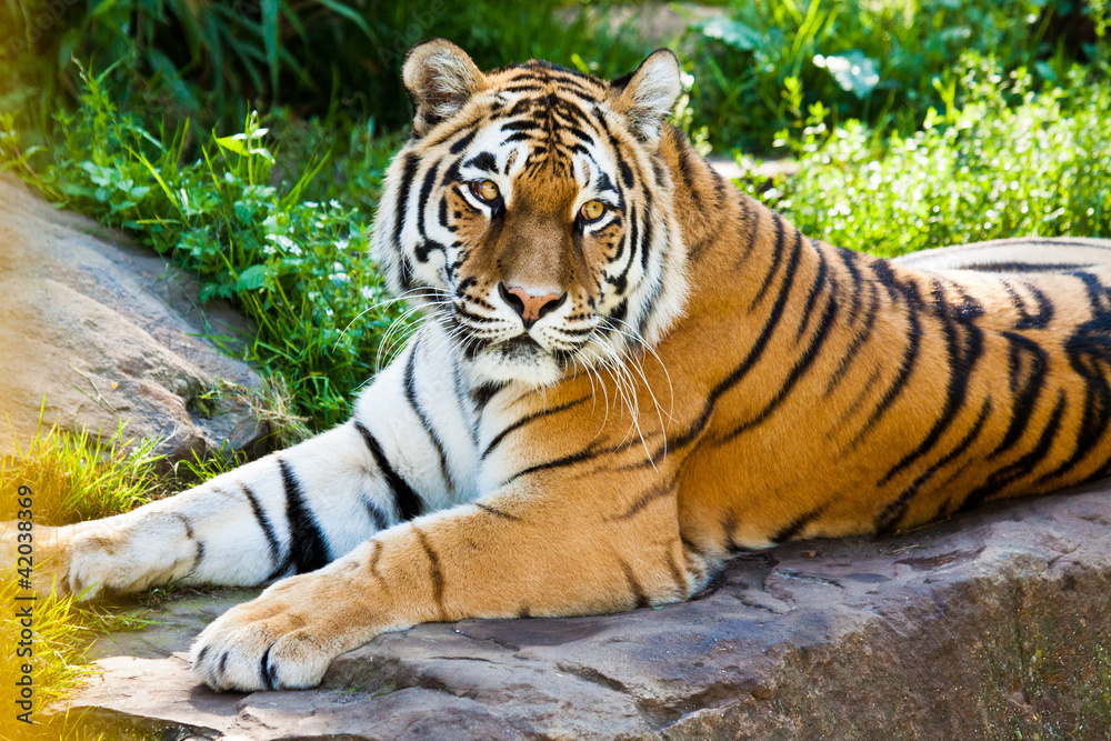 Fototapeta premium Sibirischer Tiger (Panthera tigris altaica)