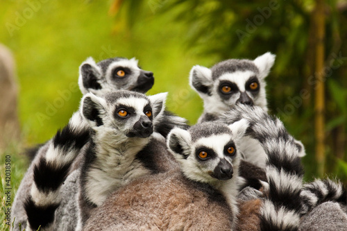 Katta (Lemur catta)