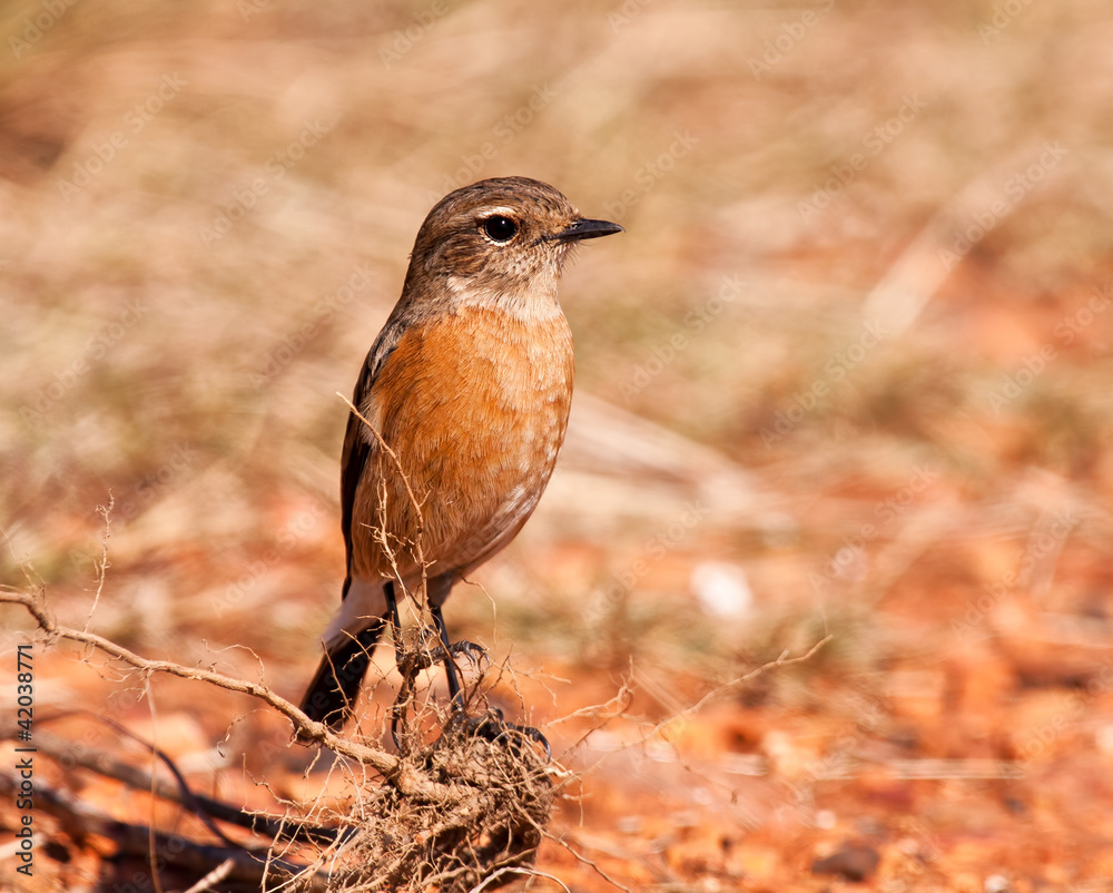 Female stone chat sitting