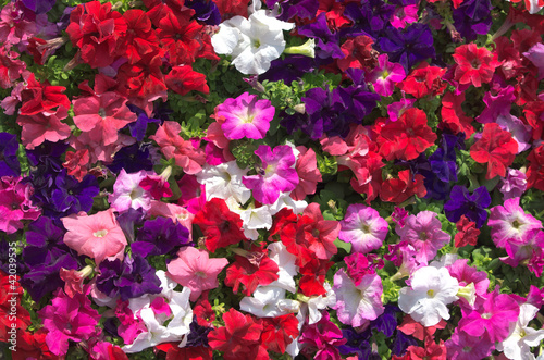 Close-up on multi colored petunia flowers photo