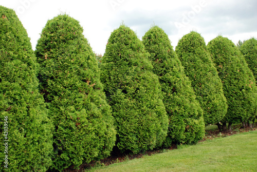 Thuja