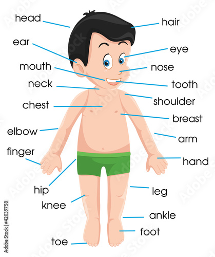 Human anatomy