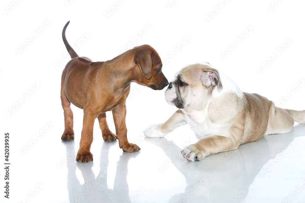 Obraz premium Rhodesian ridgeback and english bulldog puppies isolated