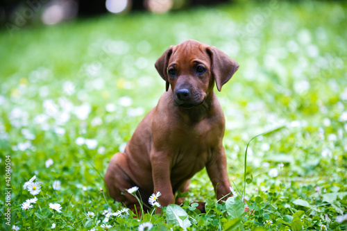 Rhodesian ridgeback puppy outdoors