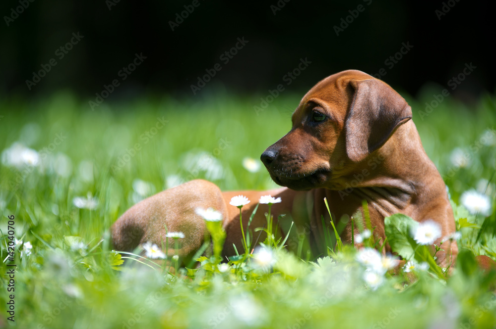 Rhodesian ridgeback puppy outdoors