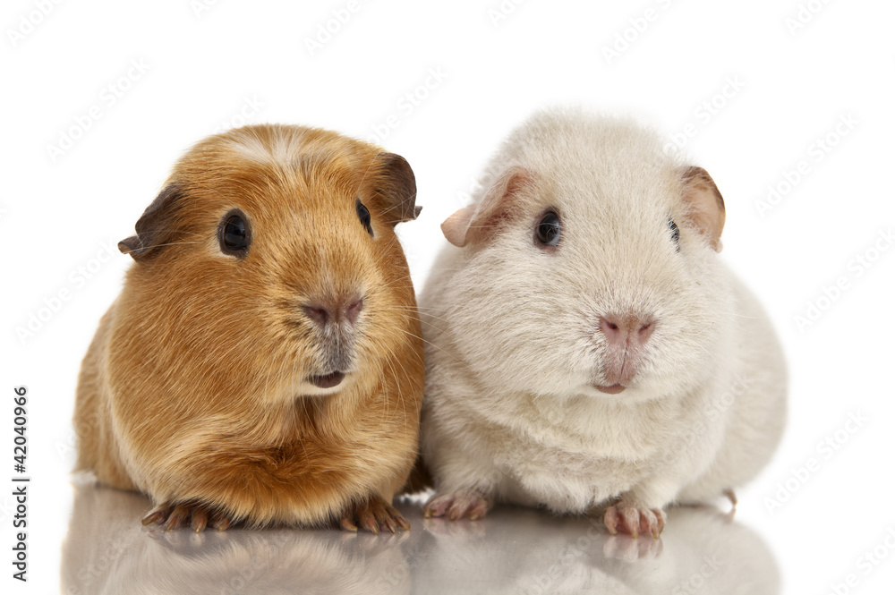 Guinea pig Guinea pig