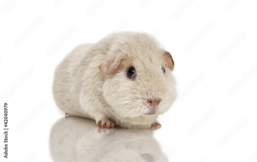 Guinea pig Guinea pig