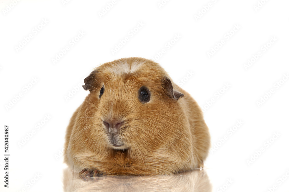 Fototapeta premium Guinea pig