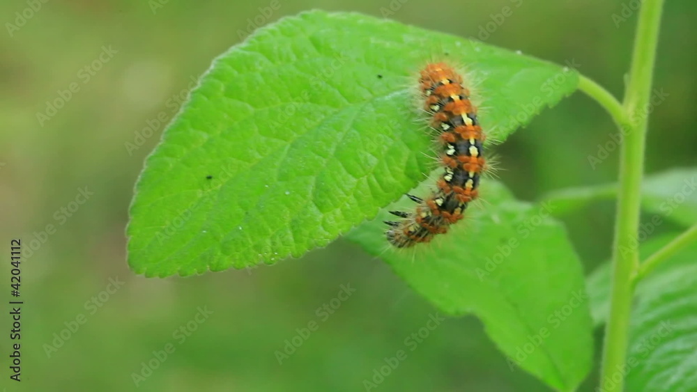 caterpillar travel on a tree. Macro