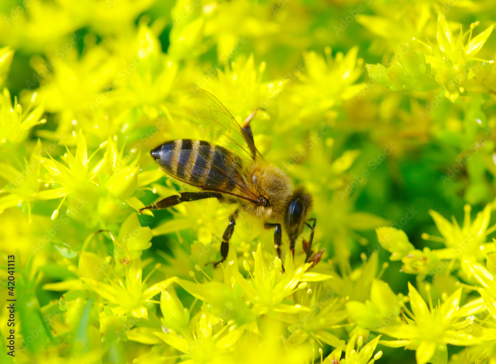 Bee Bee