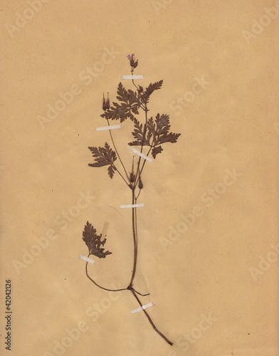scan of vintage dried foliage flower on paper dated 1896