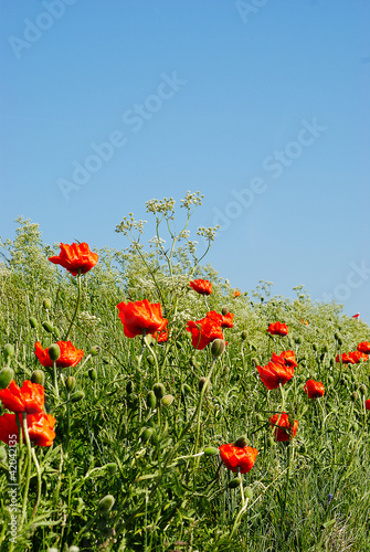 Wild poppies, red and attractive