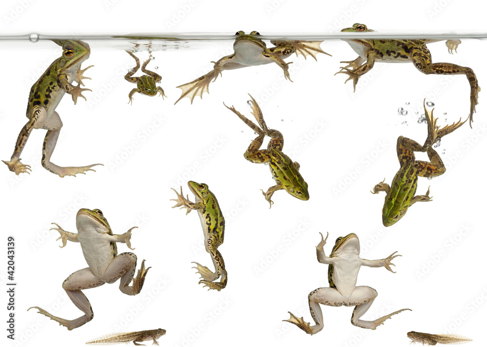 Obraz premium Edible Frogs, Rana esculenta, and tadpoles swimming under water
