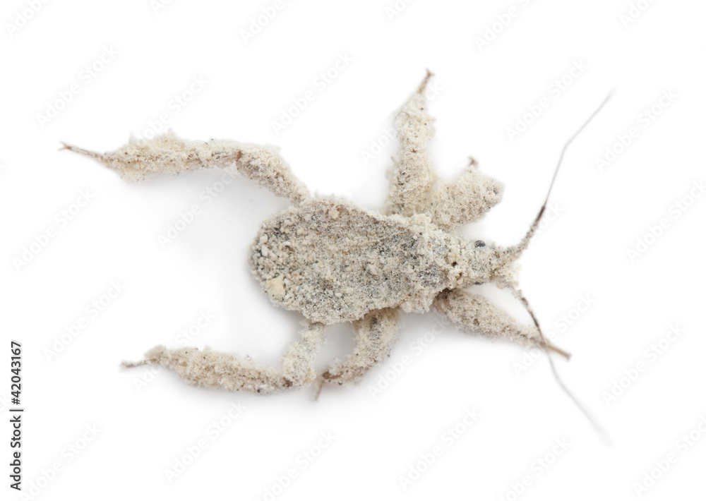 Young masked hunter, Reduvius personatus, covered in dust Young masked hunter, Reduvius personatus, covered in dust