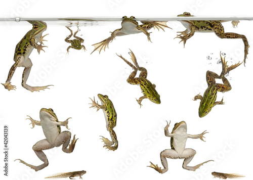Edible Frogs, Rana esculenta, and tadpoles swimming under water