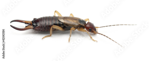 Common earwig or European earwig, Forficula auricularia photo